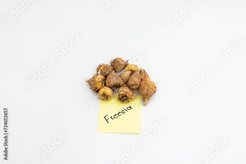 Freesia spring flowering bulbs on a white isolated background photo