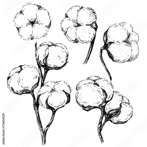 Cotton set vector sketch engraving illustration