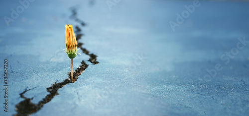 фотографія Young sprout of flower growing between cracks on asphalt floor