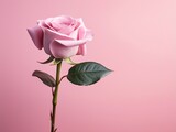 Pink rose flower over a pink background