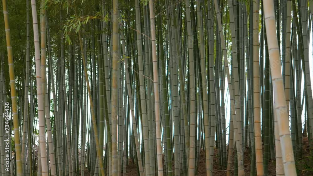 Environment ecology image of bamboo forest Environment ecology image of bamboo forest