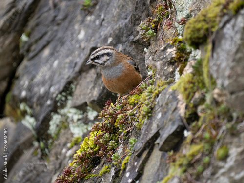 Zippammer (Emberiza cia) photo