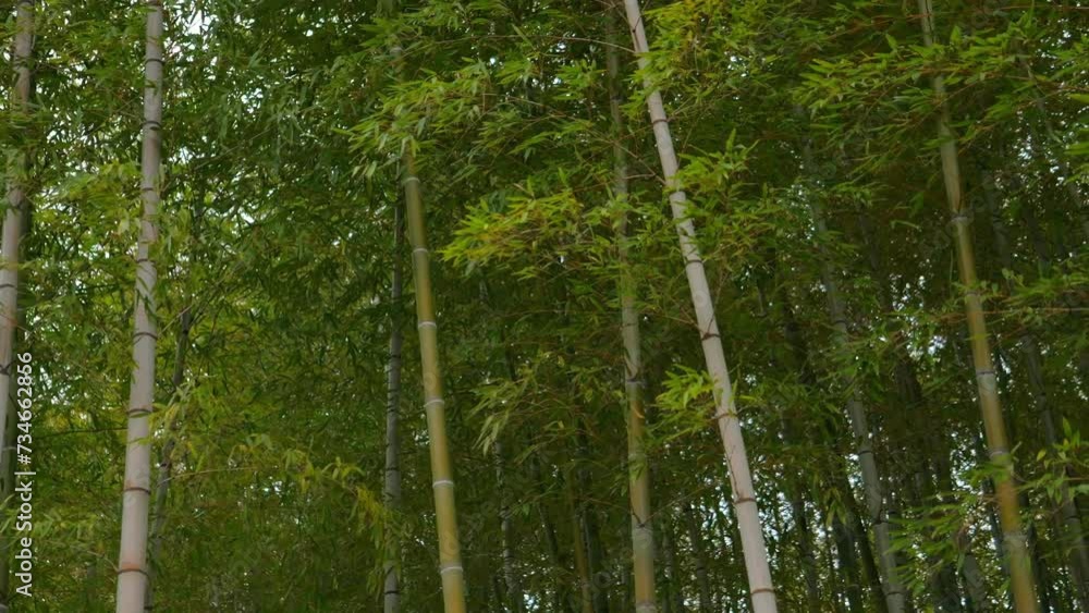 Environment ecology image of bamboo forest Environment ecology image of bamboo forest