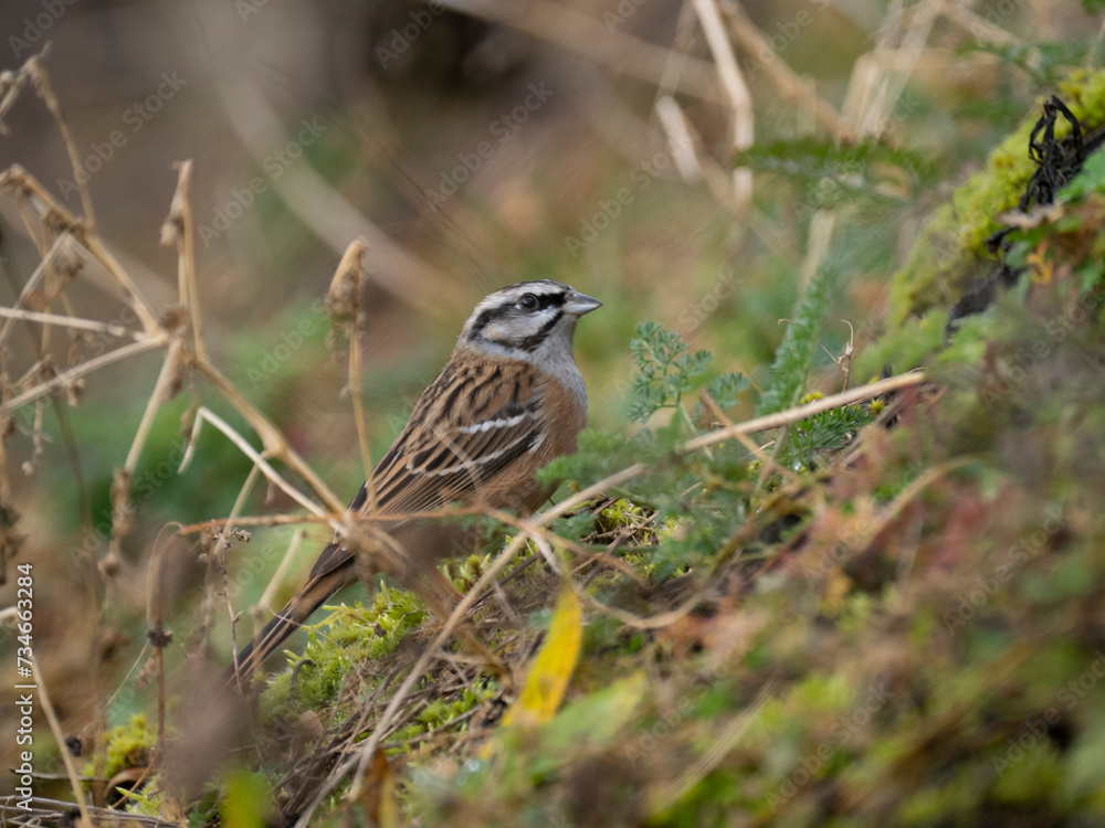 Fototapeta premium Zippammer (Emberiza cia)
