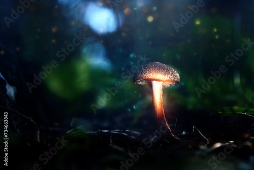 Photo of glowing mushrooms at night, mysterious forest, fantasy concept