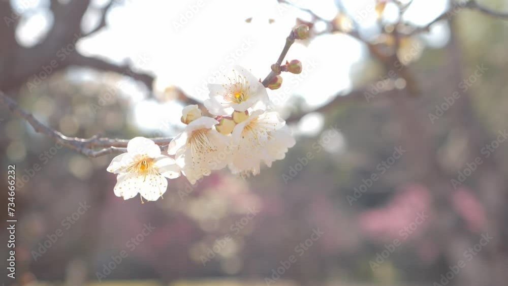 Plum blossoms rustling in the spring breeze, slow motion Plum blossoms rustling in the spring breeze, slow motion