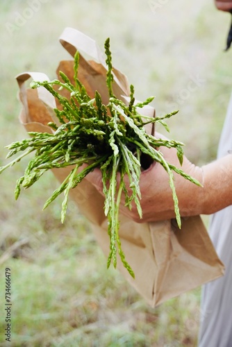 Female hand carries a bunch of asparagus freshly harvested from the forest.