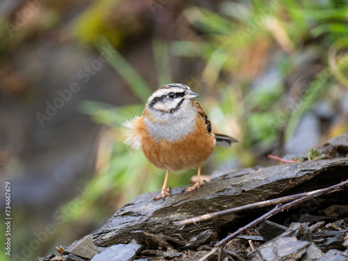 Zippammer (Emberiza cia) photo