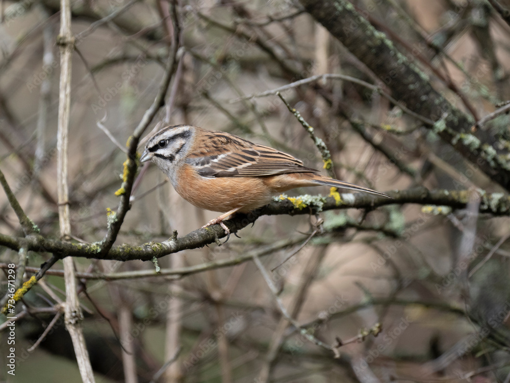 Fototapeta premium Zippammer (Emberiza cia)