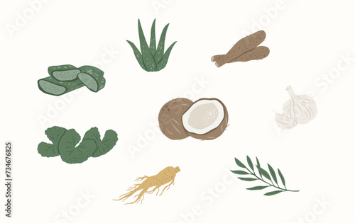 Medicinal Plants Illustration