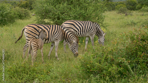 zebras graze in the wild