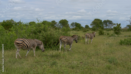 zebras graze in the wild