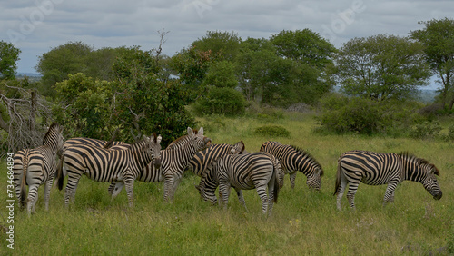 zebras graze in the wild