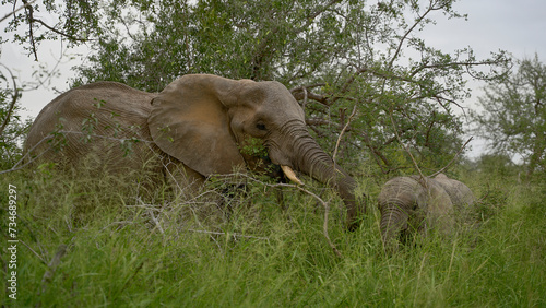 elephants in the wild of the National Park