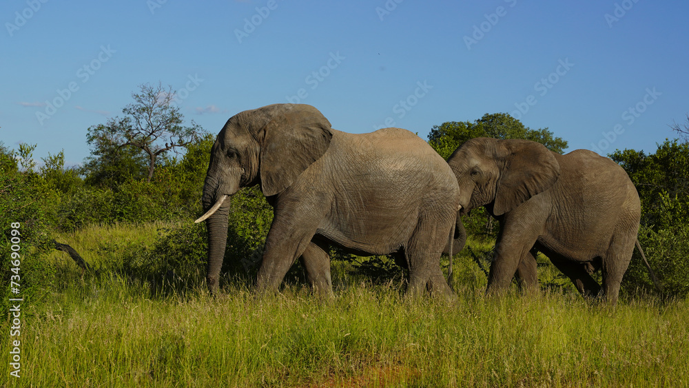 Fototapeta premium elephants in the wild of the National Park