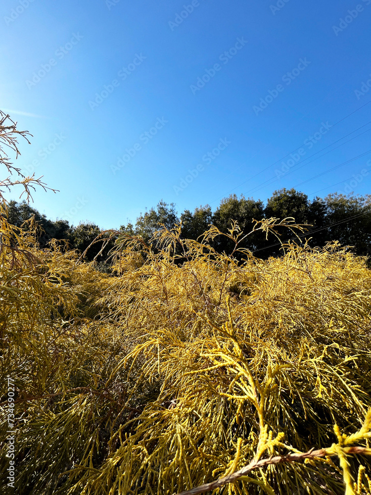 Fototapeta premium フィリフェラオーレアの群生と青空