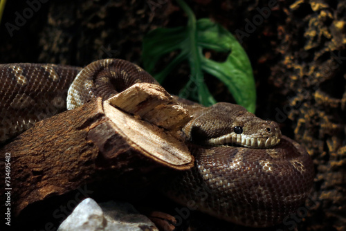Central Carpet Python (Morelia bredli), is a non-venomous specie that is endemic to Australia. common names are Centralian Carpet Python, Bredl’s Python and Central Australian Bredl’s Carpet Python