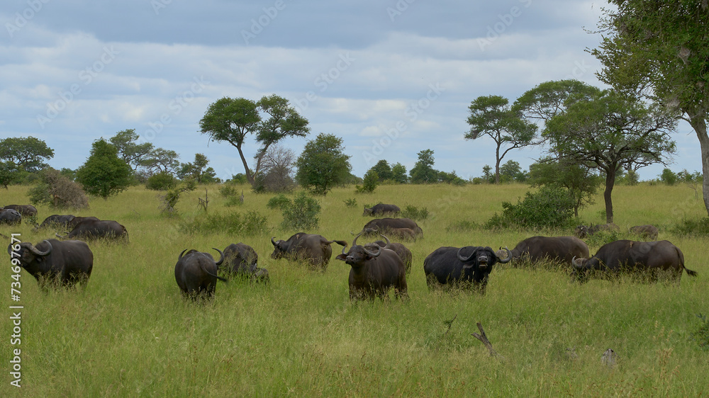 a herd of bulls in the wild