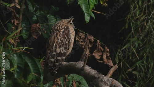 Resting and turned its head towards its left while perched on a branch as seen from its back, Buffy Fish Owl Ketupa ketupu, Thailand photo