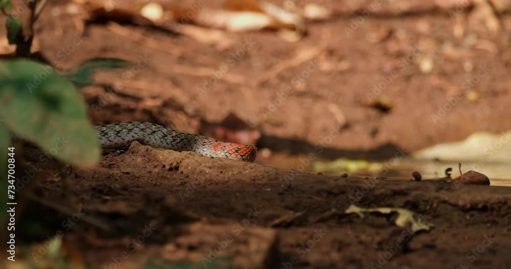 Facing to the right then moves forwards to show its tongue, Red-necked Keelback or Red-Necked Keelback Snake Rhabdophis subminiatus, Thailand Facing to the right then moves forwards to show its tongue, Red-necked Keelback or Red-Necked Keelback Snake Rhabdophis subminiatus, Thailand