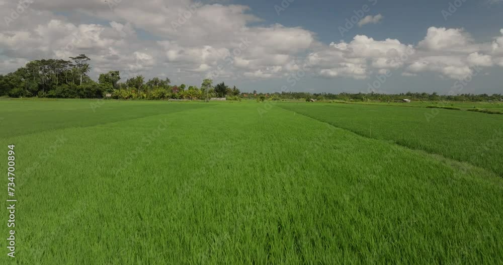 Wind caresses the landscape breathing life into lush green rice fields Wind caresses the landscape breathing life into lush green rice fields