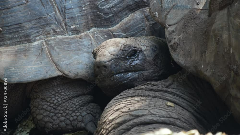 Close-up sleepy cute tortoise cuddling with partner in the wild covered in dry mud, with shell patterns and scales highlighted by natural light of the sun, sleepy eyes, slow movements Close-up sleepy cute tortoise cuddling with partner in the wild covered in dry mud, with shell patterns and scales highlighted by natural light of the sun, sleepy eyes, slow movements