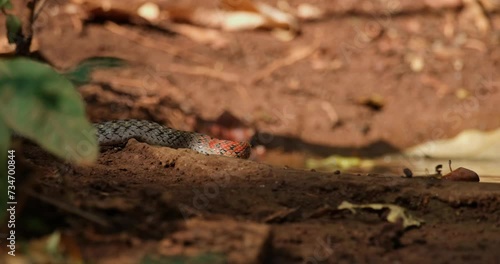 Wallpaper Mural Facing to the right then moves forwards to show its tongue, Red-necked Keelback or Red-Necked Keelback Snake Rhabdophis subminiatus, Thailand Torontodigital.ca