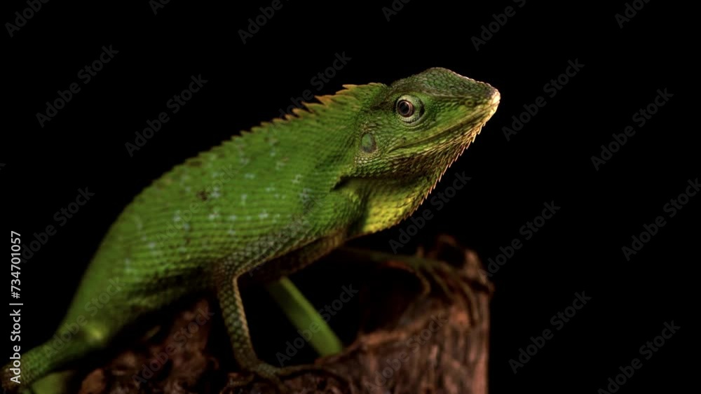 Closeup head of Green lizard on branch, green lizard closeup head, Footage Jubata Lizard on branch Closeup head of Green lizard on branch, green lizard closeup head, Footage Jubata Lizard on branch