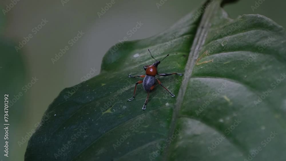 Camera zooms out while it slides towards the right revealing this weevil on a leaf in the dark of the forest, Metapocyrtus (Dolichocephalocyrtus) ruficollis, Philippines. Camera zooms out while it slides towards the right revealing this weevil on a leaf in the dark of the forest, Metapocyrtus (Dolichocephalocyrtus) ruficollis, Philippines.