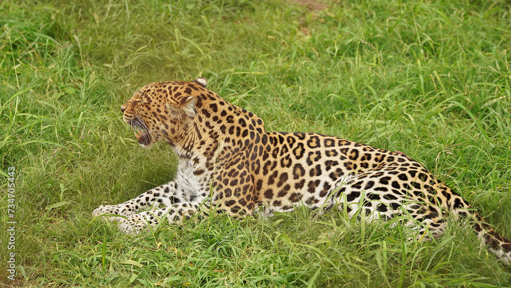 leopard in the wild of Africa leopard in the wild of Africa
