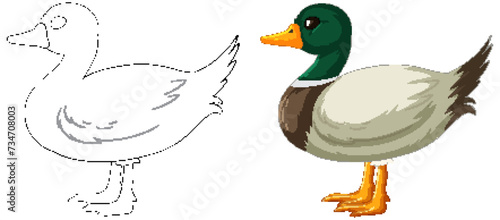 Vector illustration of a duck, before and after coloring