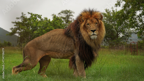 lioness in the wild  Savannah
