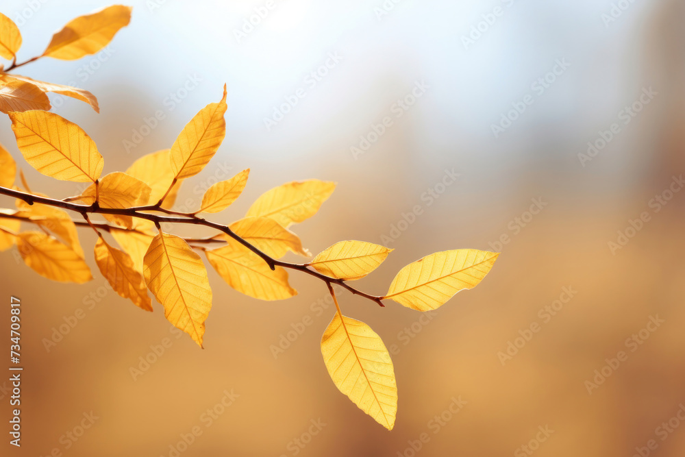 Golden Autumn Leaves Basking in Sunlight