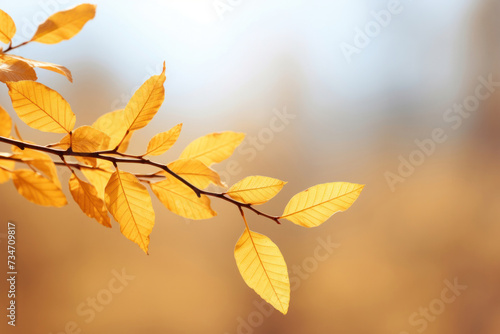 Golden Autumn Leaves Basking in Sunlight