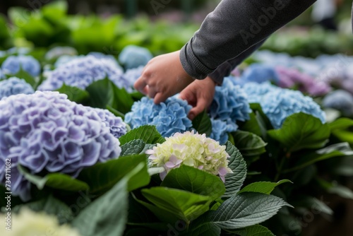 person checking the freshness of hydrangeas