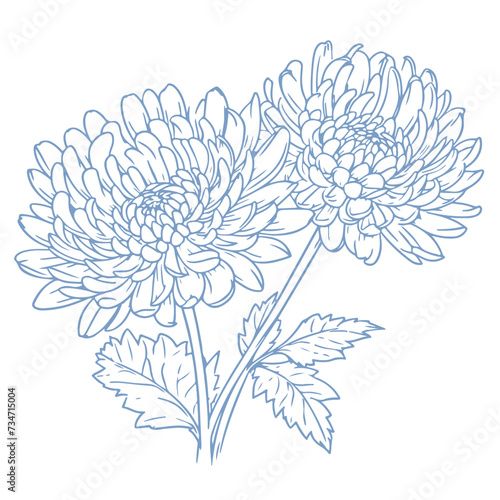 Chinese National Flower  Chrysanthemum Illustration