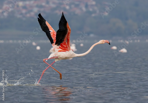 Greater flamingo`s flock in national park in Greece