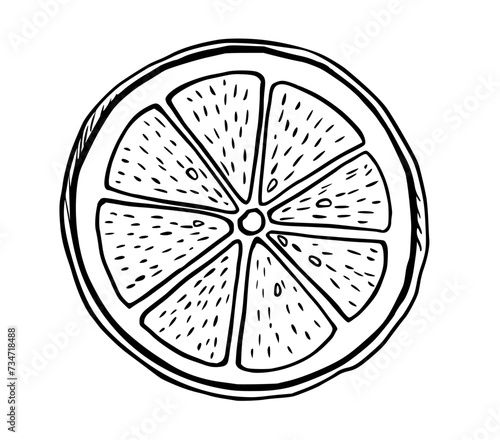 Hand drawn etching slice lemon. Fruit cut in sketch style, whole fresh citrus. Vector black and white drawing isolated