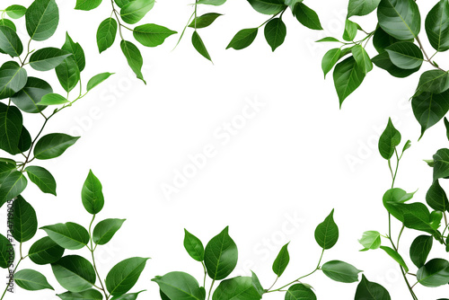 Plant Frame of green branches with little leaves isolated on white background, copy space