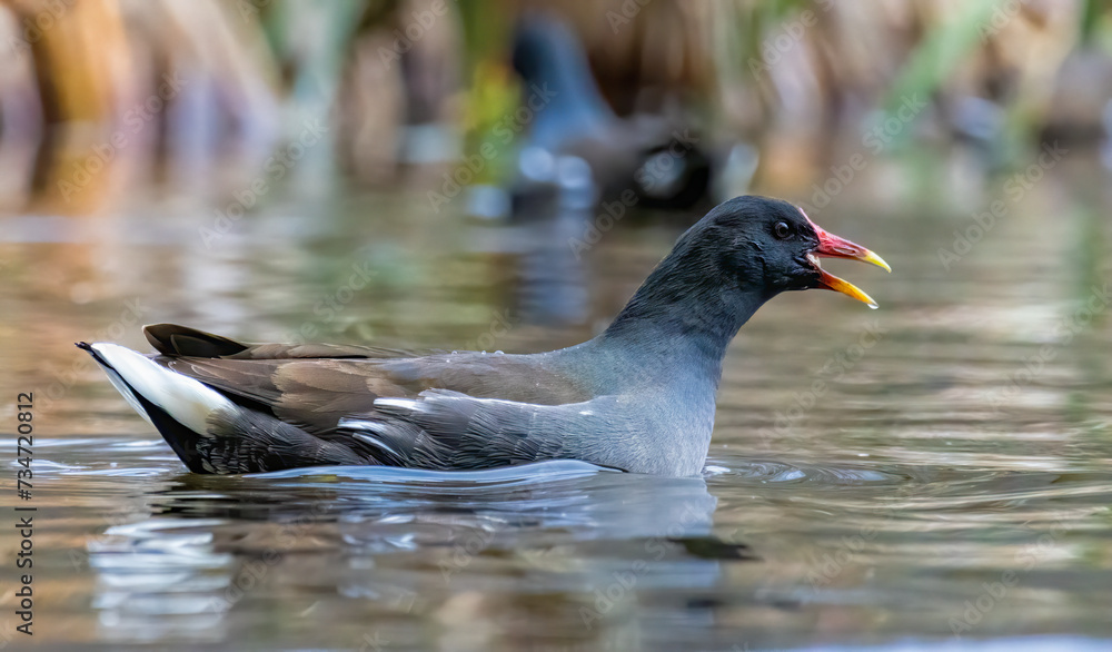 Water Hen (Common Moorhen) in natural habitat