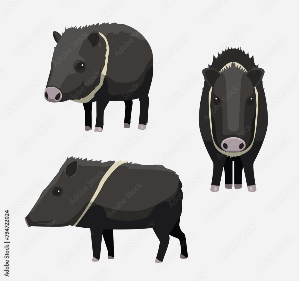 Obraz premium Javelina Pig Collared Peccary Cartoon Vector Illustration