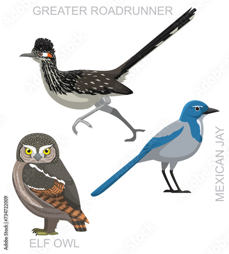 Bird Roadrunner Jay Owl Cartoon Vector