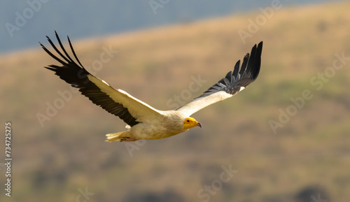 Egyptian vulture in natural habitat in Bulgaria photo