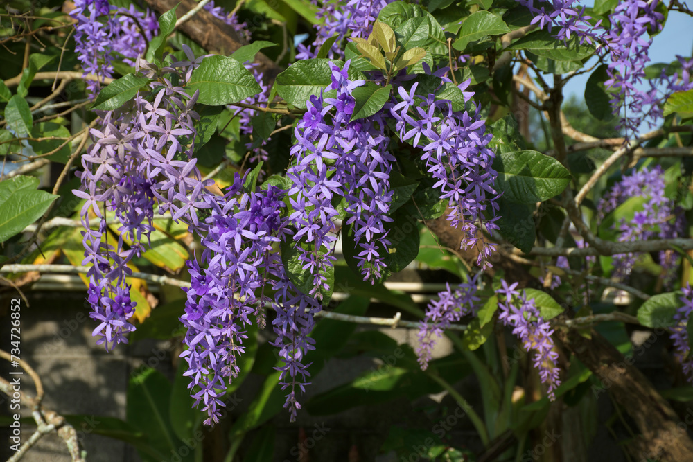 Petrea volubilis, commonly known as purple wreath, queen's wreath or sandpaper vine, is an evergreen flowering vine, native to Tropical America with violet flowers. Petrea volubilis, commonly known as purple wreath, queen's wreath or sandpaper vine, is an evergreen flowering vine, native to Tropical America with violet flowers.