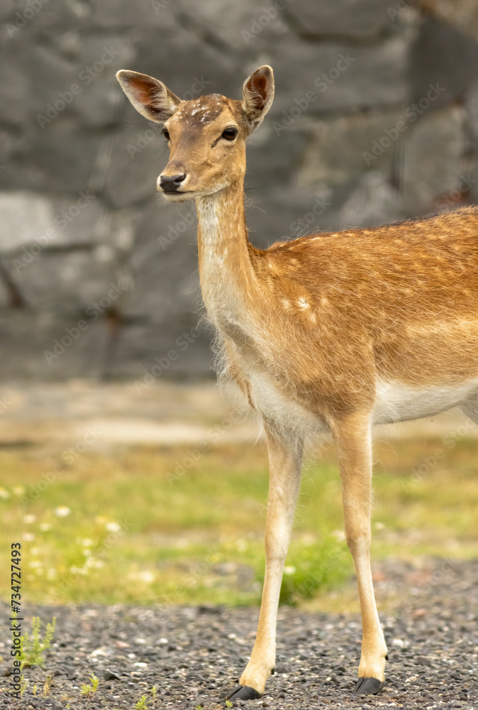 Female European fallow deer (Dama dama) walking Female European fallow deer (Dama dama) walking