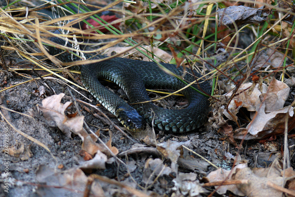 Obraz premium snake in the forest