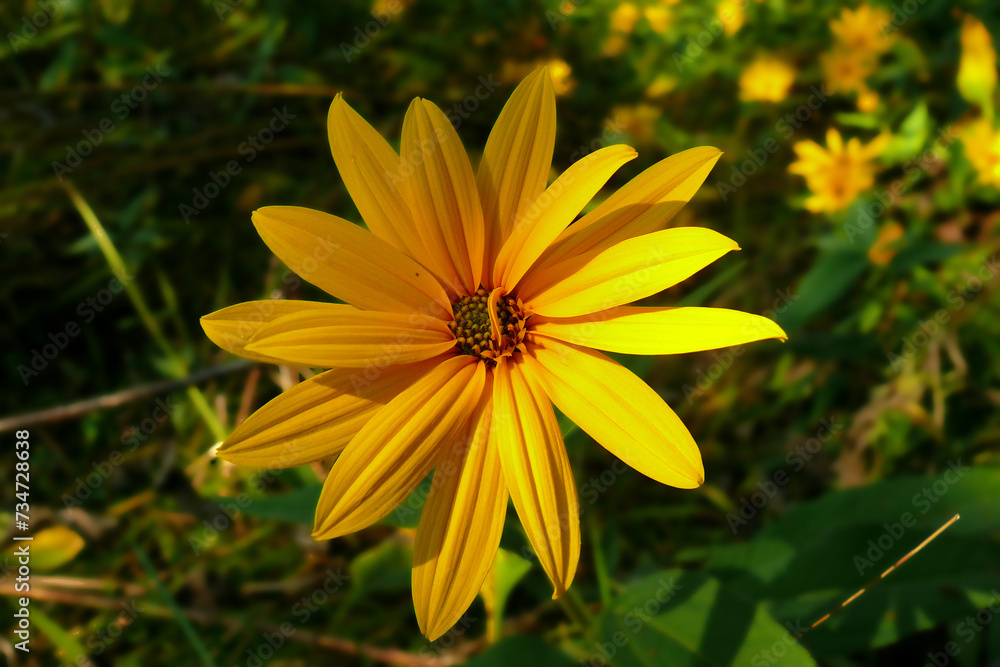 yellow flower in the garden yellow flower in the garden