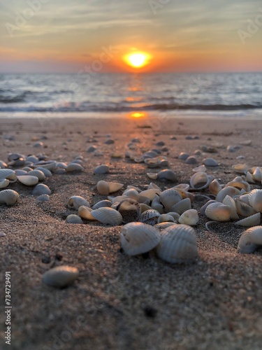 Sea shells on wet sand, sea waves on the golden sand at beach. Sunset on tropical island, ocean beach, Sea shells on the seashore.