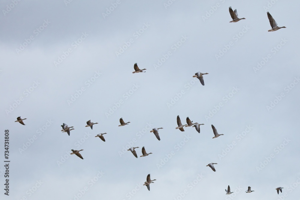 Flock of greylag goose (Anser anser) in flight against a cloudy sky.