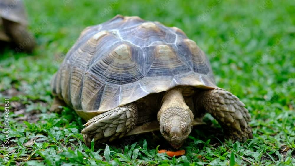 Sucata tortoise on the ground
Sucata tortoise on the ground